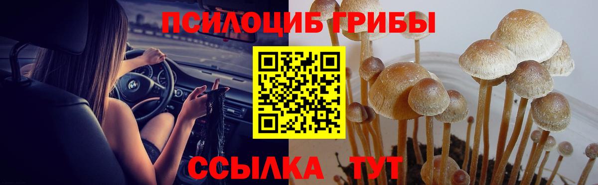 даркнет сайт  Вход с VPN  Псилоцибиновые грибы GOLDEN TEACHER  Железногорск  Псилоцибиновые грибы Psilocybine cubensis 